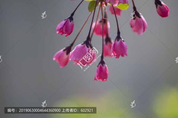 海棠