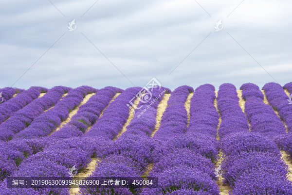 薰衣草