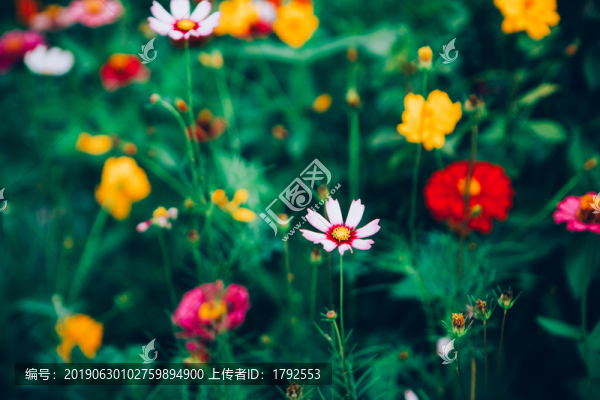 格桑花