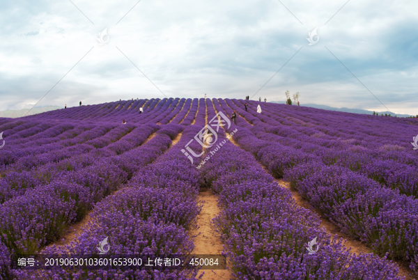 薰衣草