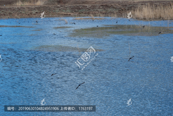 拉市海