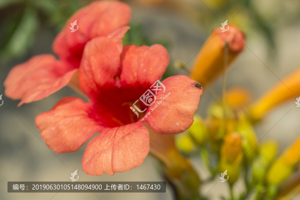 凌霄花