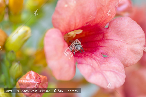 凌霄花