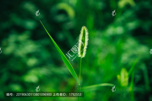 毛毛草
