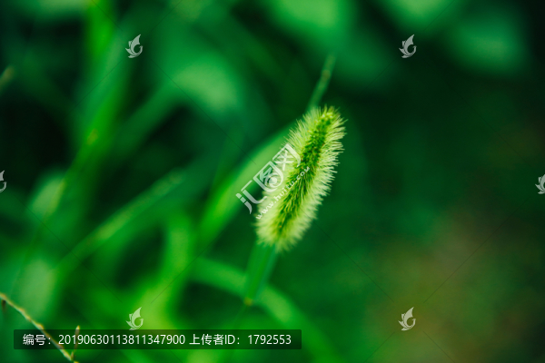 毛毛草