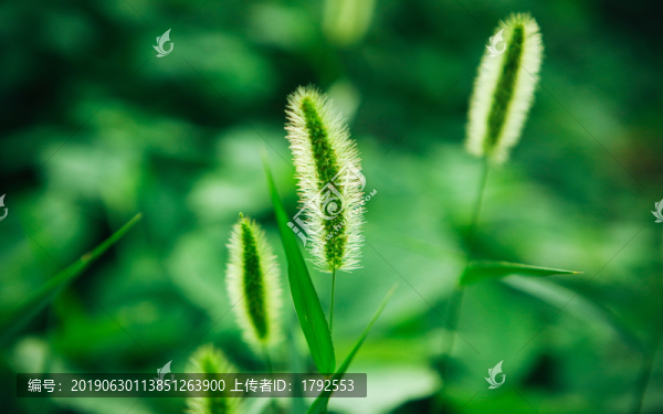 草叢