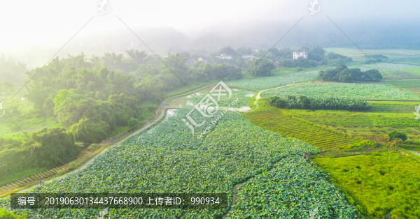 霧