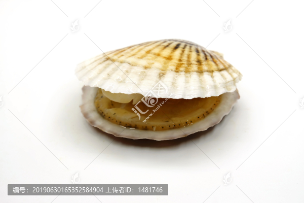 元貝