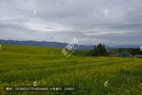 綠色田野