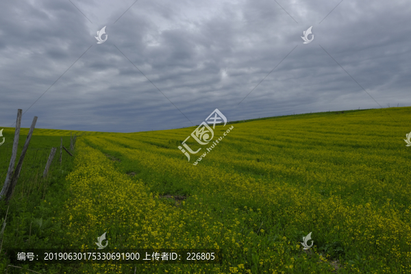 綠色田野