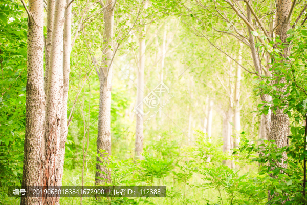 綠野仙蹤小樹林油畫風(fēng)景背景