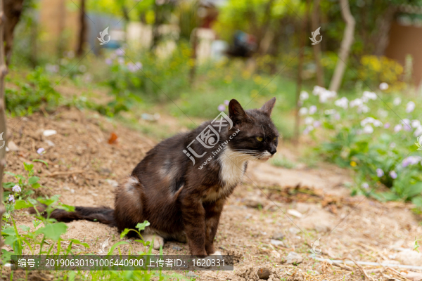 野貓
