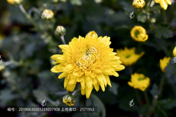 菊花