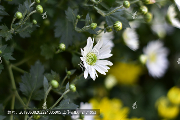 菊花
