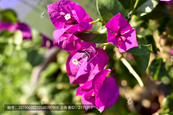 杜鵑花