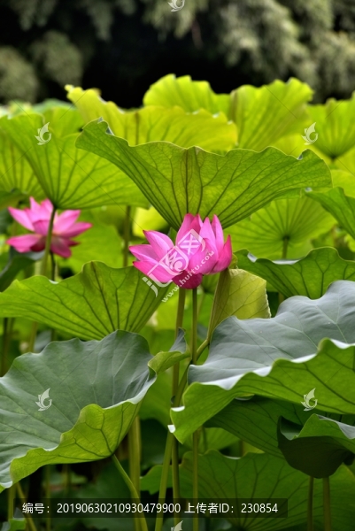 荷葉荷花