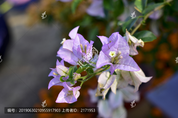 杜鵑花