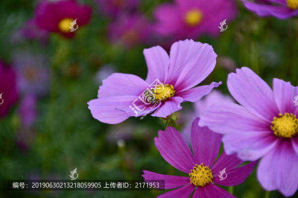 格?；? title=