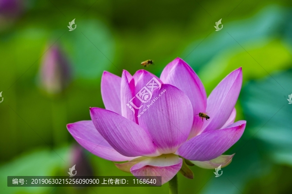 蜜蜂戲荷