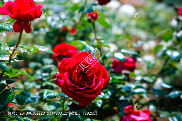 月季花