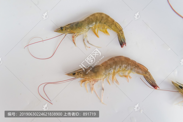 對(duì)蝦