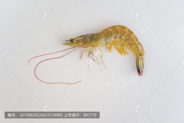白蝦