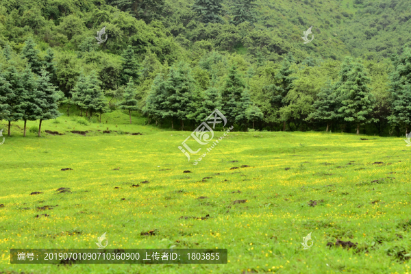 草地