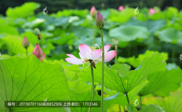 荷花