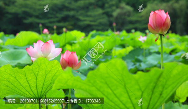 荷花