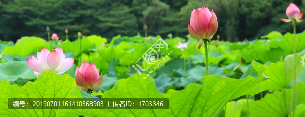 荷花