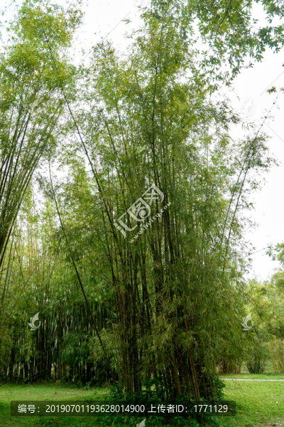 竹林