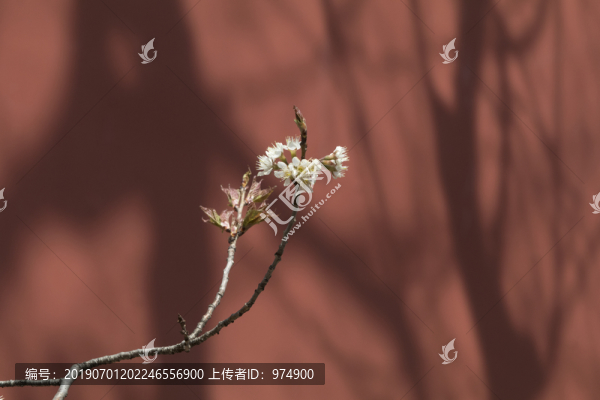 大覺(jué)寺玉蘭