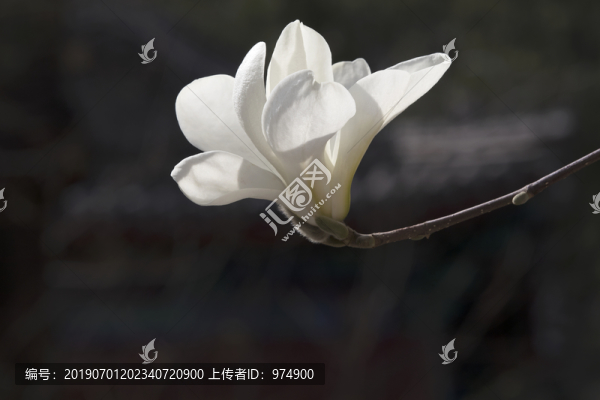 大覺寺玉蘭