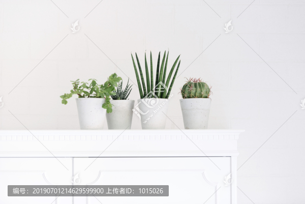 多肉植物盆景