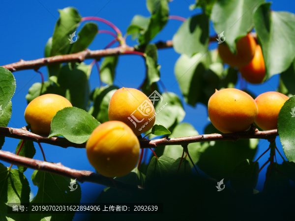 樹上干杏
