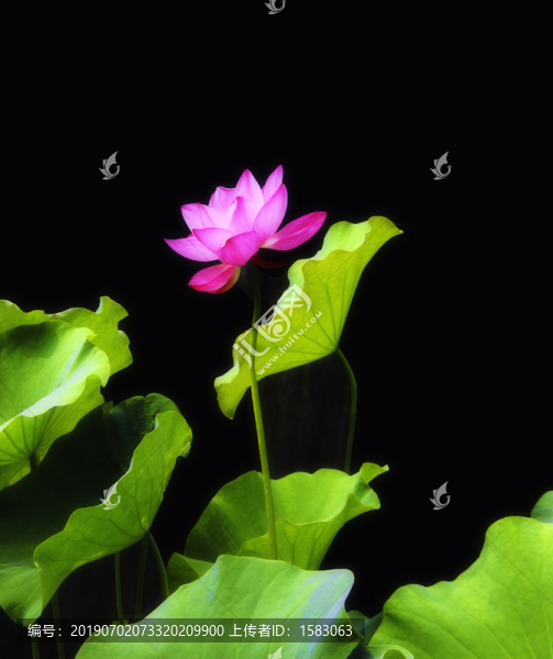 唯美荷花