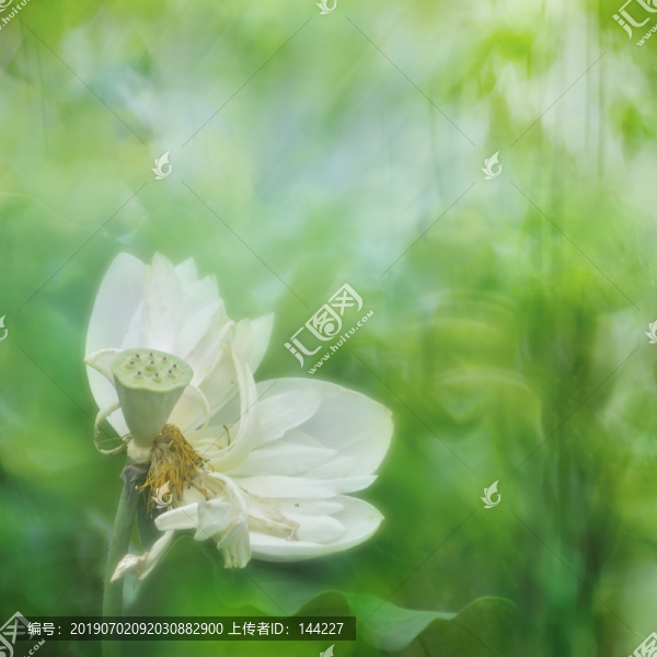 畫意荷花