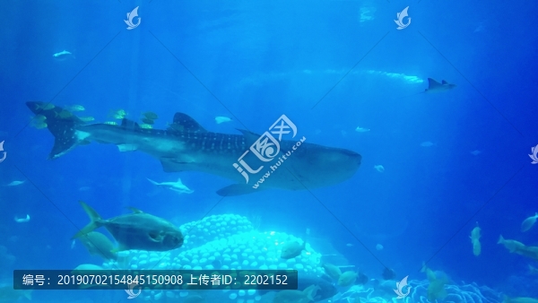 水族館鯊魚