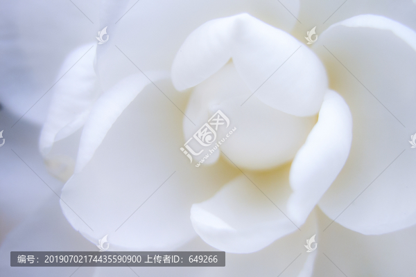 白茶花