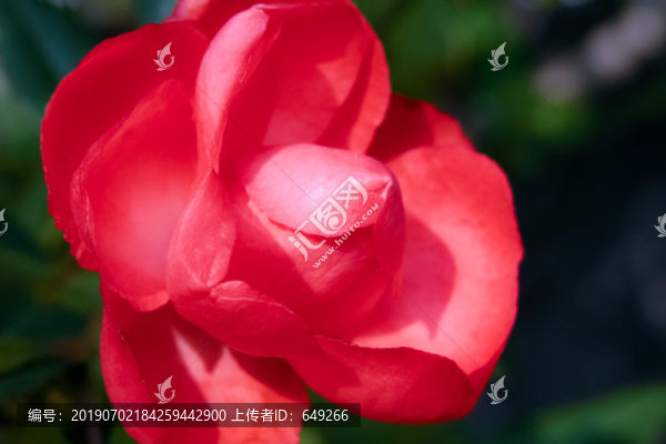鉆石玫瑰