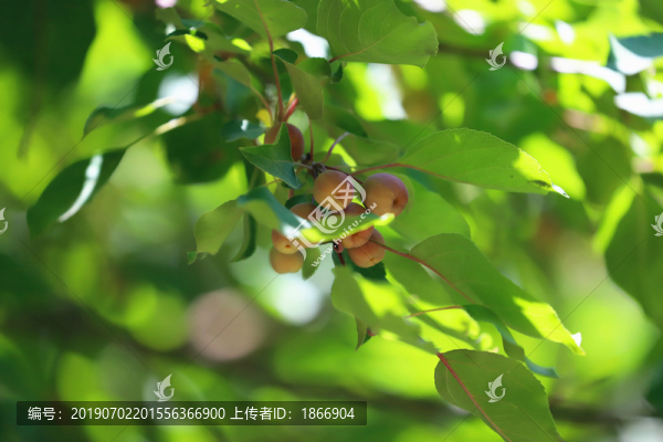 海棠果高清大圖
