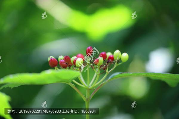 歐洲莢迷