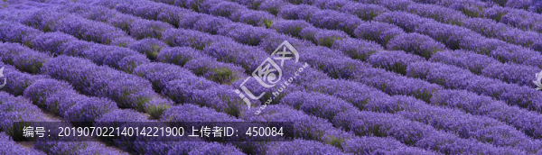 薰衣草