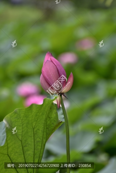 荷花花苞