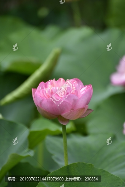 荷花特寫