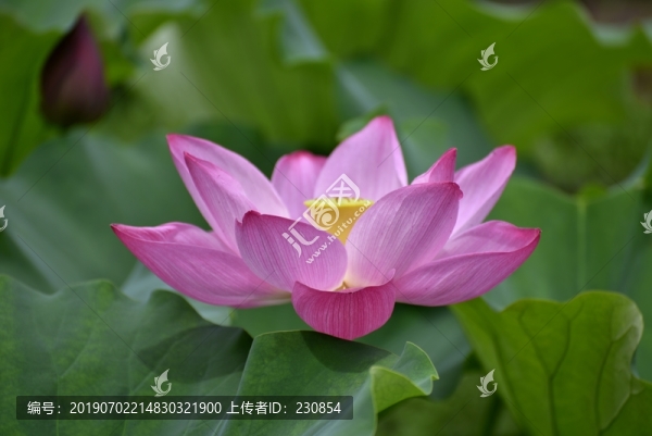 荷花特寫