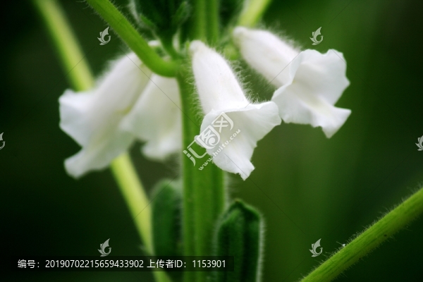 芝麻開花