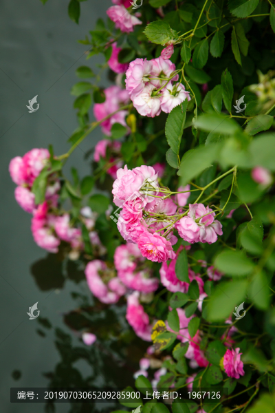 薔薇七姐妹花