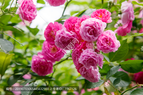 薔薇七姐妹花