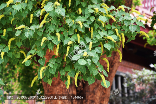烏桕樹